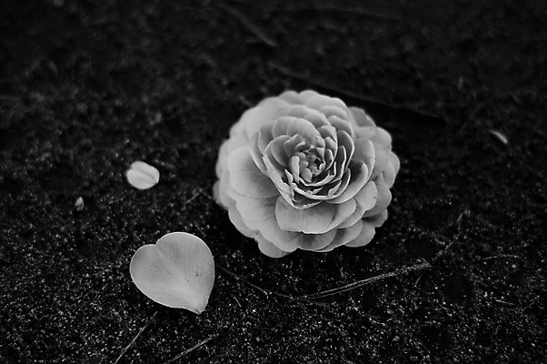 포토 JPG 식물 꽃잎 꽃 잎 한송이 자연 흑백 근접촬영 사람없음 아웃포커스 국내포토 1 뷰포인트 촬영기법 생태계 송이 파일형식