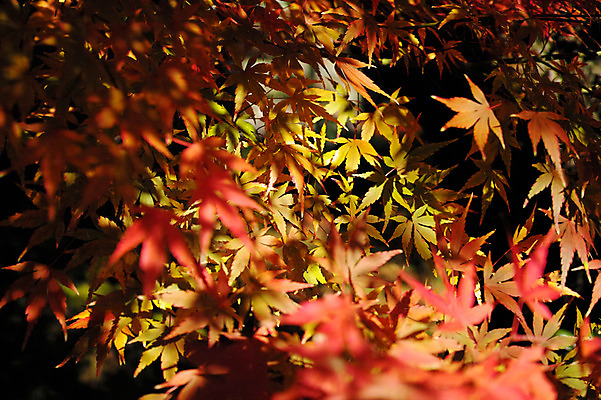 포토 JPG 주간 식물 계절 백그라운드 단풍 잎 자연 나뭇잎 그림자 사람없음 야외 아웃포커스 가을풍경 가을 국내포토 자연요소 촬영기법 풍경 생태계 파일형식 가을_계절