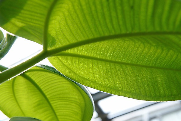 포토 JPG 식물 컬러 잎 자연 나뭇잎 근접촬영 사람없음 아웃포커스 초록색 잎맥 국내포토 뷰포인트 촬영기법 생태계 파일형식