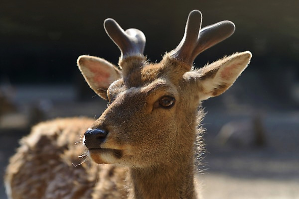 포토 JPG 주간 동물 한마리 야생동물 포유류 초식동물 사슴 뿔 사람없음 야외 아웃포커스 사슴뿔 국내포토 자연요소 1 촬영기법 파일형식