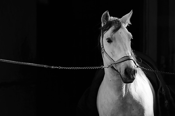 포토 JPG 동물 한마리 포유류 사람없음 가축 말_동물 고삐 백마 국내포토 1 파일형식