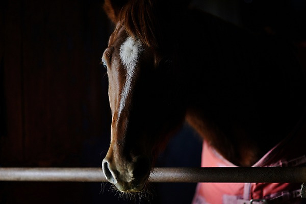포토 JPG 동물 한마리 포유류 근접촬영 사람없음 가축 말_동물 마굿간 국내포토 1 뷰포인트 외양간 파일형식