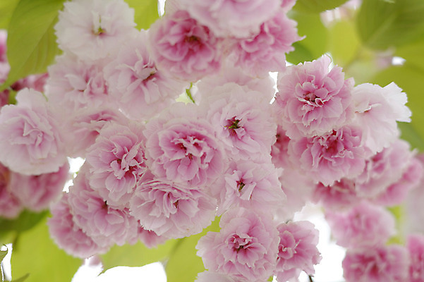 포토 JPG 식물 꽃 분홍색 컬러 여러송이 백그라운드 잎 자연 근접촬영 사람없음 아웃포커스 국내포토 뷰포인트 다수 촬영기법 생태계 파일형식