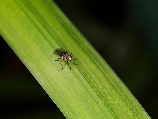 포토 JPG 식물 동물 한마리 곤충 잎 자연 나뭇잎 근접촬영 사람없음 아웃포커스 풀잎 벌레 파리_곤충 국내포토 1 뷰포인트 촬영기법 풀_식물 생태계 파일형식