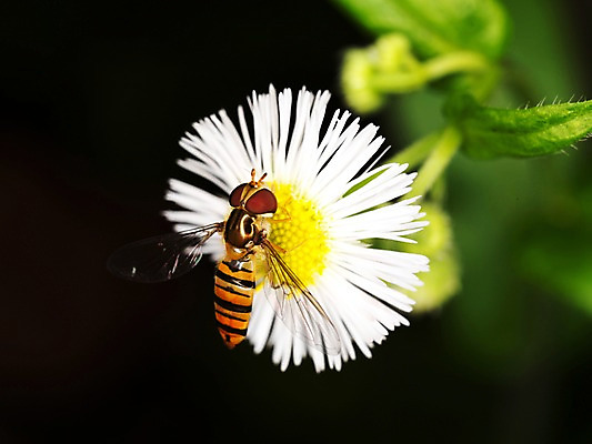 포토 JPG 식물 동물 한마리 꽃 곤충 한송이 자연 근접촬영 사람없음 아웃포커스 흰색 벌레 꿀벌 벌 국내포토 1 뷰포인트 컬러 촬영기법 벌_곤충 생태계 송이 파일형식