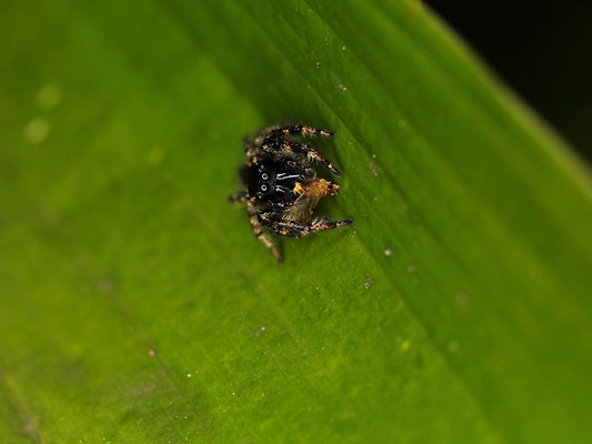 포토 JPG 식물 동물 한마리 곤충 잎 자연 나뭇잎 근접촬영 사람없음 아웃포커스 벌레 거미 국내포토 1 뷰포인트 촬영기법 생태계 파일형식