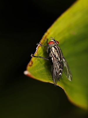 포토 JPG 식물 동물 한마리 곤충 잎 자연 나뭇잎 근접촬영 사람없음 아웃포커스 벌레 파리_곤충 국내포토 1 뷰포인트 촬영기법 생태계 파일형식