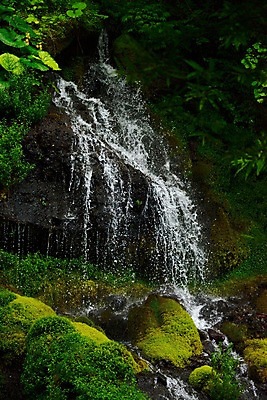 포토 JPG 주간 식물 자연 이끼 풍경 사람없음 야외 물 계곡 폭포 흐름 돌_바위 바위 숲 국내포토 자연요소 컨셉 생태계 파일형식