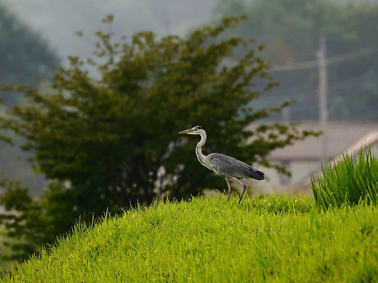 포토 JPG 주간 나무 식물 동물 한마리 자연 조류 잔디 사람없음 야외 아웃포커스 학 풀 왜가리 국내포토 자연요소 1 촬영기법 생태계 파일형식