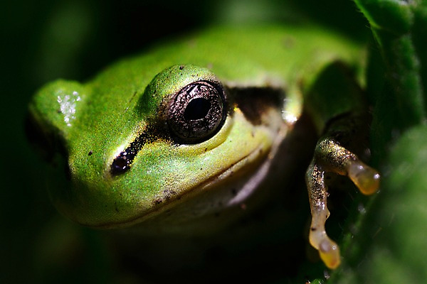 포토 JPG 동물 한마리 자연 개구리 양서류 근접촬영 사람없음 아웃포커스 청개구리 안구 국내포토 1 뷰포인트 촬영기법 신체부위 생태계 파일형식