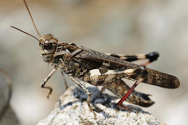 포토 JPG 동물 한마리 곤충 자연 근접촬영 사람없음 아웃포커스 돌_바위 벌레 더듬이 메뚜기 국내포토 1 뷰포인트 촬영기법 생태계 파일형식