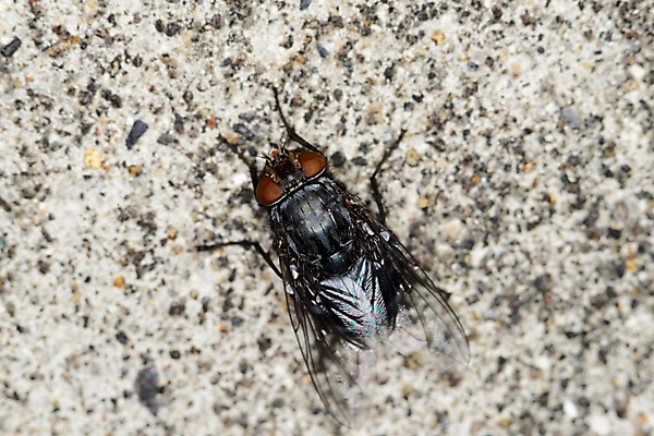 포토 JPG 동물 한마리 곤충 자연 근접촬영 사람없음 돌_바위 벌레 파리_곤충 국내포토 1 뷰포인트 생태계 파일형식