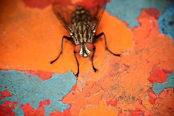 포토 JPG 동물 한마리 곤충 자연 근접촬영 사람없음 아웃포커스 벌레 파리_곤충 국내포토 1 뷰포인트 촬영기법 생태계 파일형식