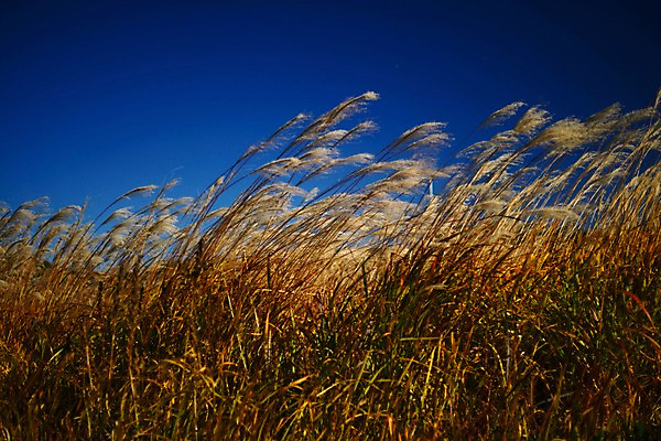 포토 JPG 주간 식물 계절 자연 하늘 바람 갈대 풍경 사람없음 야외 가을풍경 가을 풀 국내포토 자연요소 날씨 생태계 파일형식 가을_계절