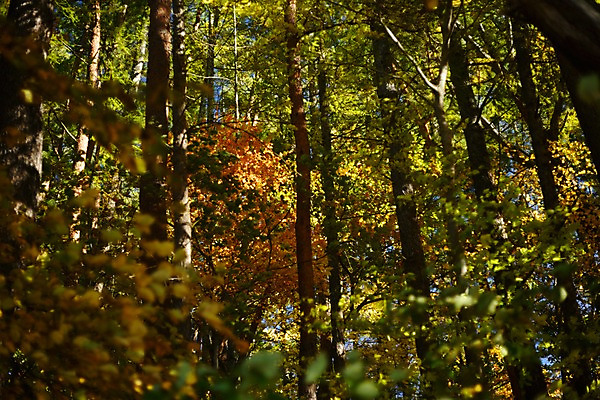 포토 JPG 주간 나무 식물 자연 풍경 사람없음 야외 아웃포커스 숲속 숲 국내포토 자연요소 촬영기법 생태계 파일형식
