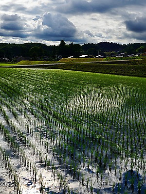 포토 JPG 주간 구름 밭 자연 하늘 논 풍경 사람없음 야외 농경지 농촌 시골 모내기 국내포토 자연요소 농업 농장 생태계 파일형식
