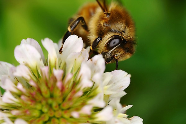 포토 JPG 식물 동물 한마리 꽃 곤충 자연 근접촬영 사람없음 아웃포커스 벌레 거미 국내포토 1 뷰포인트 촬영기법 생태계 파일형식