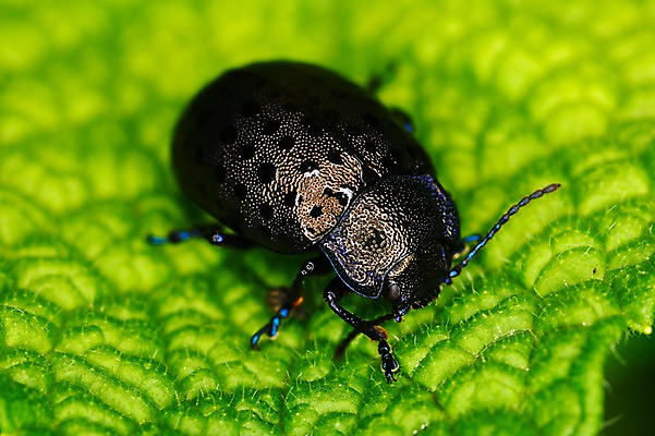 포토 JPG 식물 동물 한마리 곤충 잎 자연 나뭇잎 근접촬영 사람없음 아웃포커스 벌레 국내포토 1 뷰포인트 촬영기법 생태계 파일형식