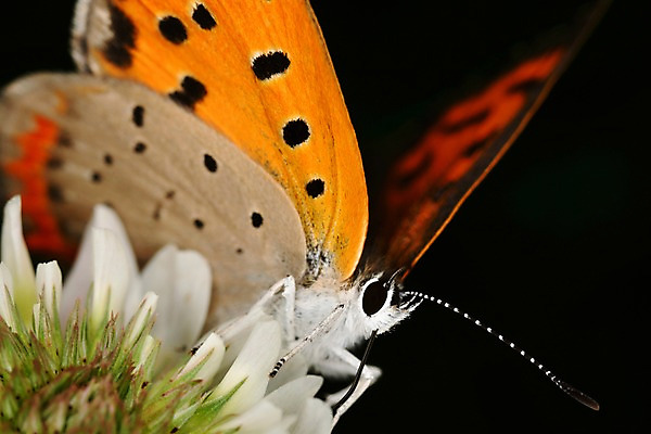 포토 JPG 식물 동물 한마리 꽃 나비 곤충 날개 자연 근접촬영 사람없음 아웃포커스 벌레 더듬이 국내포토 1 뷰포인트 촬영기법 생태계 파일형식