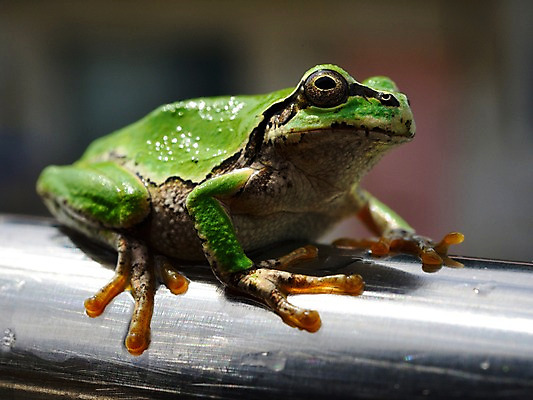 포토 JPG 동물 한마리 야생동물 자연 개구리 양서류 앉기 근접촬영 사람없음 옆모습 청개구리 국내포토 1 뷰포인트 모션 생태계 파일형식