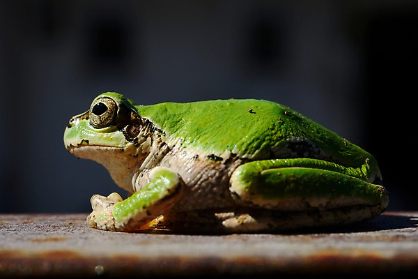 포토 JPG 동물 한마리 야생동물 자연 개구리 양서류 앉기 근접촬영 사람없음 옆모습 청개구리 국내포토 1 뷰포인트 모션 생태계 파일형식