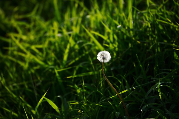 포토 JPG 주간 식물 컬러 자연 사람없음 야외 아웃포커스 초록색 풀 풀잎 민들레 민들레홀씨 국내포토 자연요소 꽃 잎 촬영기법 풀_식물 생태계 파일형식