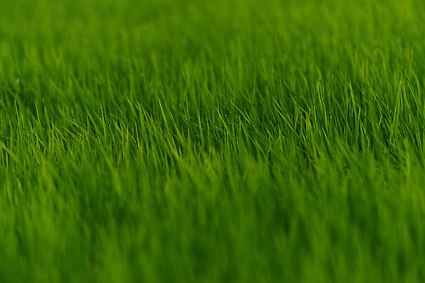 포토 JPG 주간 식물 컬러 백그라운드 자연 초원 사람없음 야외 아웃포커스 초록색 풀 국내포토 자연요소 촬영기법 생태계 파일형식