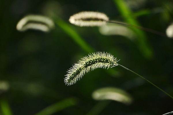 포토 JPG 주간 식물 자연 풍경 근접촬영 사람없음 야외 아웃포커스 풀 강아지풀 국내포토 자연요소 뷰포인트 촬영기법 생태계 한해살이풀 파일형식