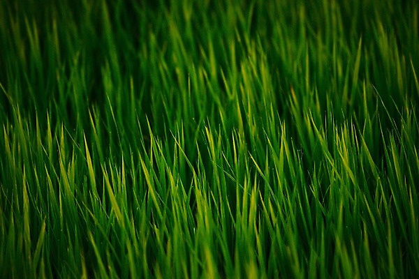 포토 JPG 식물 컬러 백그라운드 자연 초원 사람없음 아웃포커스 초록색 풀 풀잎 국내포토 잎 촬영기법 풀_식물 생태계 파일형식