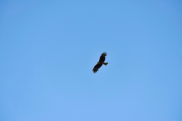 포토 JPG 주간 동물 한마리 야생동물 자연 조류 하늘 사람없음 야외 비행 독수리 맹금류 국내포토 자연요소 1 생태계 파일형식