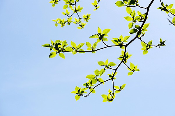 포토 JPG 주간 식물 컬러 잎 자연 하늘 나뭇잎 사람없음 야외 초록색 나뭇가지 국내포토 자연요소 나무 생태계 파일형식