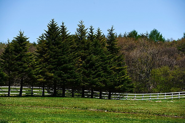 포토 JPG 주간 나무 식물 자연 풍경 초원 사람없음 야외 울타리 목장 숲 국내포토 자연요소 담장 생태계 파일형식