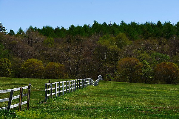 포토 JPG 주간 나무 식물 자연 풍경 초원 사람없음 야외 울타리 목장 숲 국내포토 자연요소 담장 생태계 파일형식