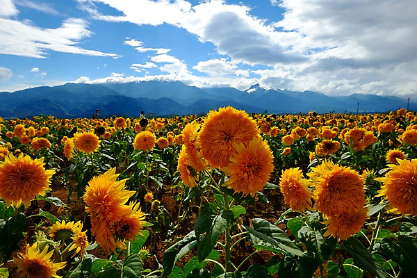 포토 JPG 주간 식물 구름 꽃 컬러 여러송이 꽃밭 자연 하늘 해바라기 산 풍경 야외 노란색 국내포토 자연요소 다수 생태계 파일형식