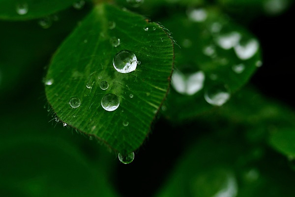 포토 JPG 식물 컬러 잎 자연 근접촬영 사람없음 아웃포커스 초록색 촉촉함 물방울 이슬 국내포토 뷰포인트 촬영기법 젖음 생태계 파일형식