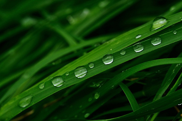 포토 JPG 식물 컬러 자연 근접촬영 사람없음 아웃포커스 초록색 촉촉함 물방울 풀 풀잎 이슬 국내포토 뷰포인트 잎 촬영기법 젖음 풀_식물 생태계 파일형식