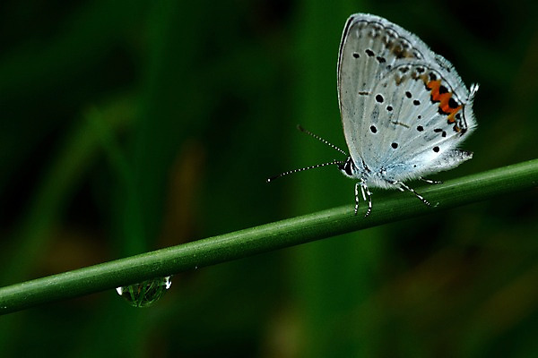 포토 JPG 식물 동물 한마리 나비 곤충 날개 자연 근접촬영 사람없음 아웃포커스 물방울 풀 풀잎 벌레 국내포토 1 뷰포인트 잎 촬영기법 풀_식물 생태계 파일형식