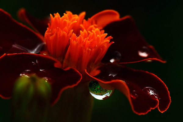 포토 JPG 식물 꽃잎 꽃 자연 근접촬영 사람없음 아웃포커스 촉촉함 물방울 꽃술_꽃 암술 국내포토 뷰포인트 촬영기법 젖음 생태계 파일형식