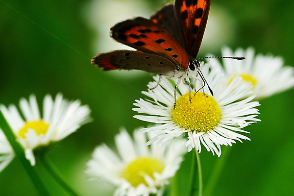 포토 JPG 식물 동물 꽃 컬러 여러송이 나비 곤충 날개 자연 근접촬영 사람없음 아웃포커스 흰색 벌레 더듬이 국내포토 뷰포인트 다수 촬영기법 생태계 파일형식