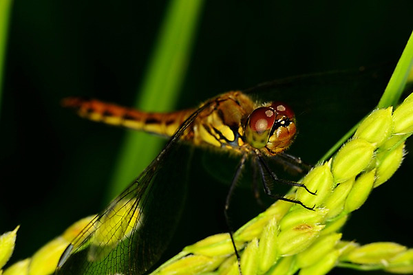 포토 JPG 식물 동물 한마리 곤충 날개 자연 근접촬영 사람없음 아웃포커스 풀 벌레 잠자리 이삭 국내포토 1 뷰포인트 촬영기법 생태계 파일형식