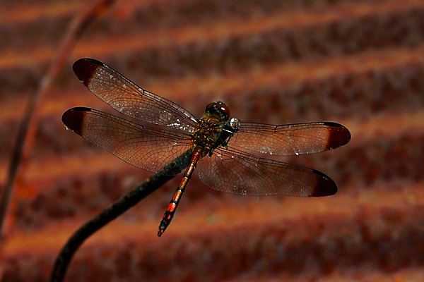 포토 JPG 동물 한마리 곤충 날개 자연 근접촬영 사람없음 아웃포커스 벌레 잠자리 국내포토 1 뷰포인트 촬영기법 생태계 파일형식