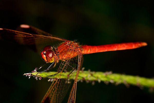 포토 JPG 식물 동물 한마리 곤충 날개 자연 근접촬영 사람없음 아웃포커스 풀 잠자리 국내포토 1 뷰포인트 촬영기법 생태계 파일형식