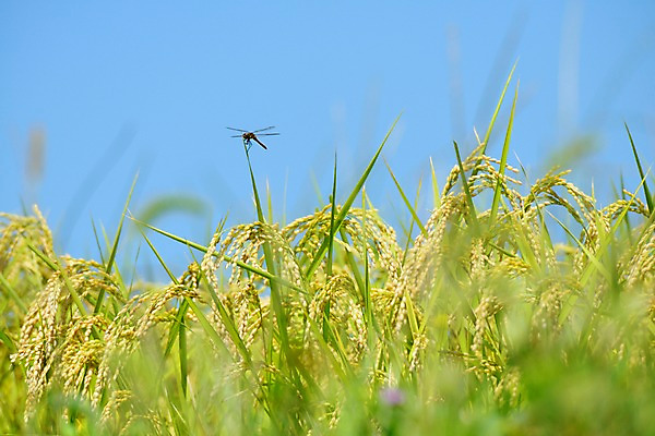 포토 JPG 주간 식물 동물 한마리 곤충 자연 풍경 사람없음 야외 아웃포커스 벼 풀 풀잎 잠자리 이삭 국내포토 자연요소 1 잎 곡류 촬영기법 풀_식물 생태계 파일형식