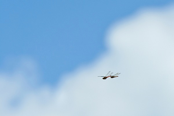 포토 JPG 주간 동물 구름 곤충 두마리 자연 하늘 사람없음 야외 아웃포커스 비행 잠자리 국내포토 자연요소 2 촬영기법 생태계 파일형식