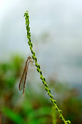 포토 JPG 주간 식물 동물 곤충 자연 근접촬영 사람없음 야외 풀 잠자리 국내포토 자연요소 뷰포인트 생태계 파일형식