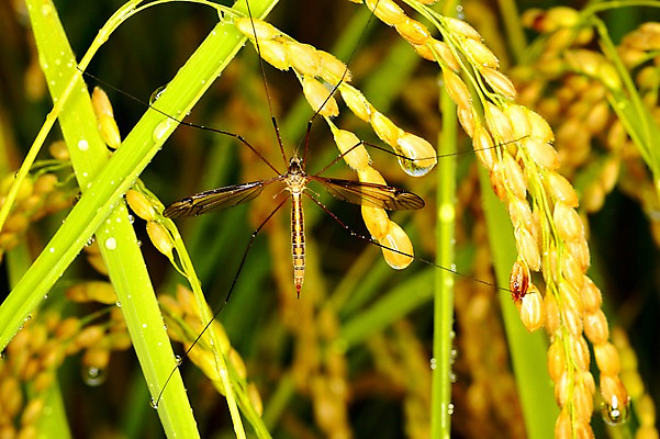 포토 JPG 식물 동물 한마리 곤충 자연 근접촬영 사람없음 아웃포커스 촉촉함 벼 물방울 풀 풀잎 벌레 이삭 국내포토 1 뷰포인트 잎 곡류 촬영기법 젖음 풀_식물 생태계 파일형식