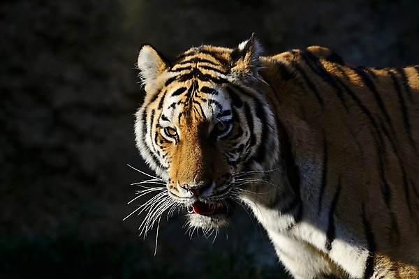 포토 JPG 주간 동물 한마리 야생동물 포유류 사람없음 야외 호랑이 맹수 육식동물 국내포토 자연요소 1 파일형식