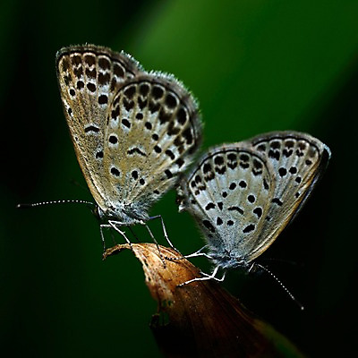 포토 JPG 식물 동물 나비 곤충 잎 두마리 날개 자연 근접촬영 사람없음 벌레 더듬이 국내포토 뷰포인트 2 생태계 파일형식