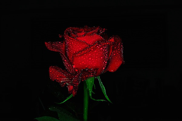 포토 JPG 식물 꽃 컬러 한송이 자연 검은배경 근접촬영 사람없음 빨간색 장미 젖음 물방울 국내포토 1 뷰포인트 백그라운드 검은색 생태계 송이 파일형식