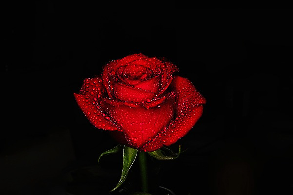 포토 JPG 식물 꽃 컬러 한송이 자연 검은배경 근접촬영 사람없음 빨간색 장미 젖음 물방울 국내포토 1 뷰포인트 백그라운드 검은색 생태계 송이 파일형식